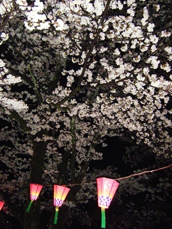 夜桜4