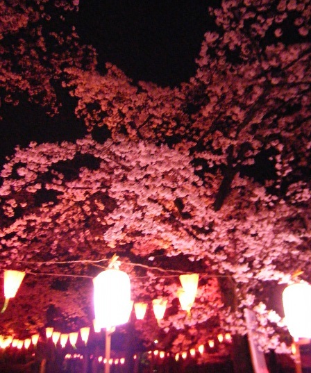 夜桜1