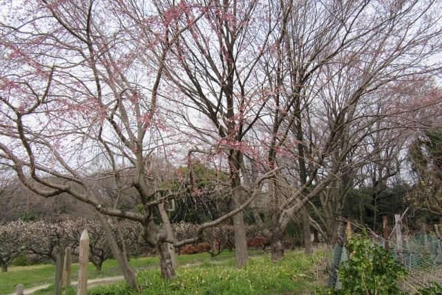 ミニ桜並木IMG_4769 (640x427)