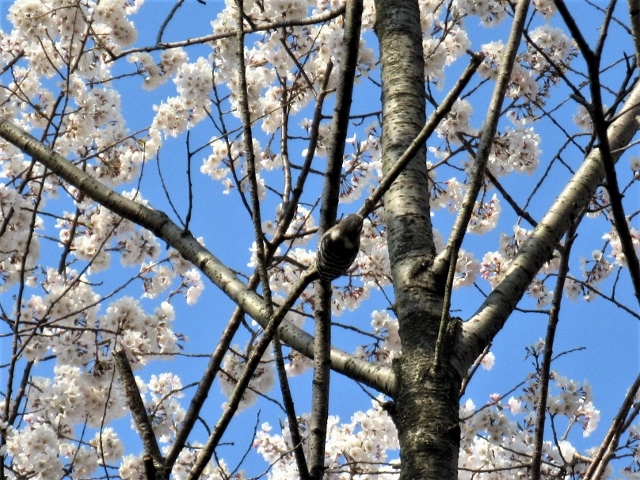 コゲラと桜IMG_4879 (640x480)
