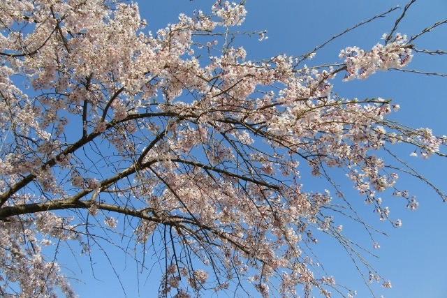 枝垂れ桜IMG_4883 (640x427)