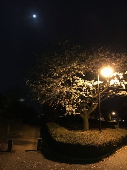 朧月と夜桜 (5)
