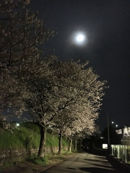 朧月と夜桜 (4)