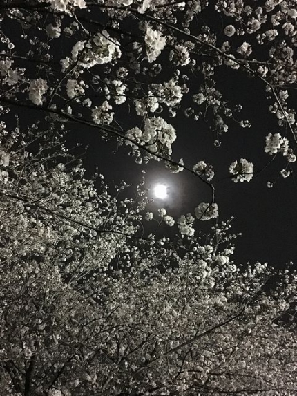 朧月と夜桜 (3)