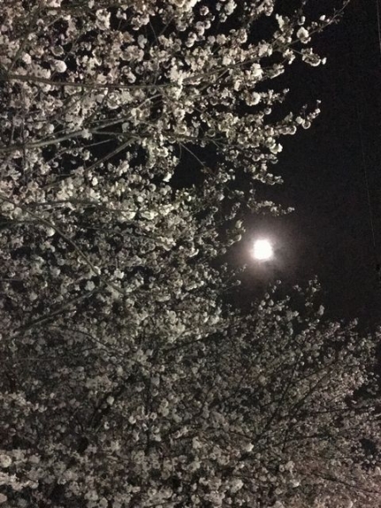 朧月と夜桜 (2)