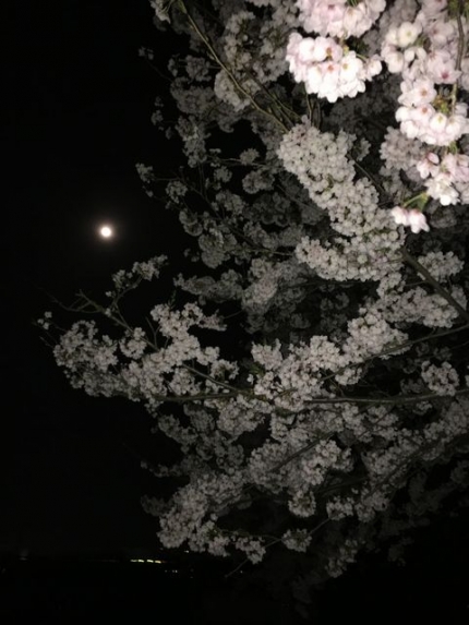 朧月と夜桜 (1)
