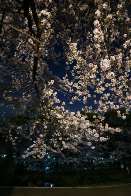 夜桜 (6)