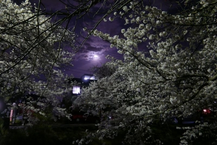 夜桜 (4)