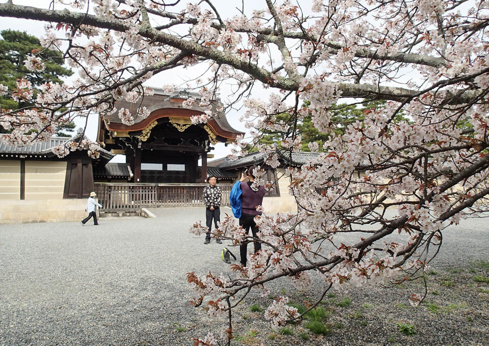 建春門の桜