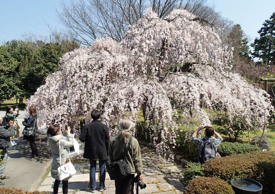 平安の庭の枝垂桜