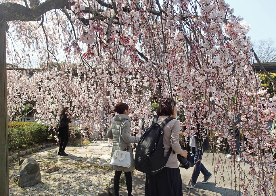 平安の庭の枝垂桜
