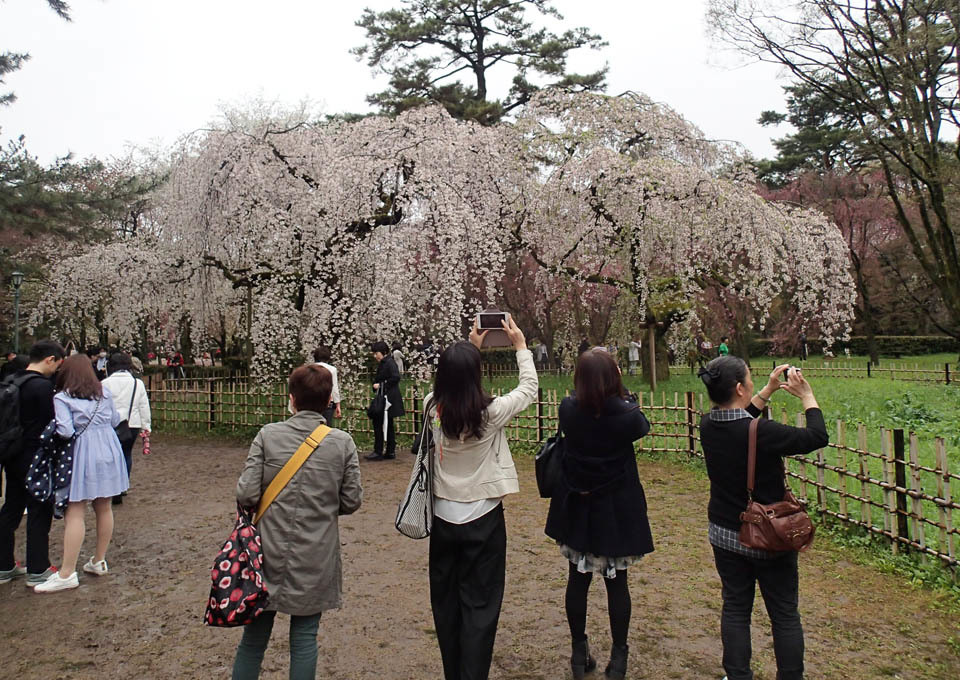 近衛邸跡の枝垂桜