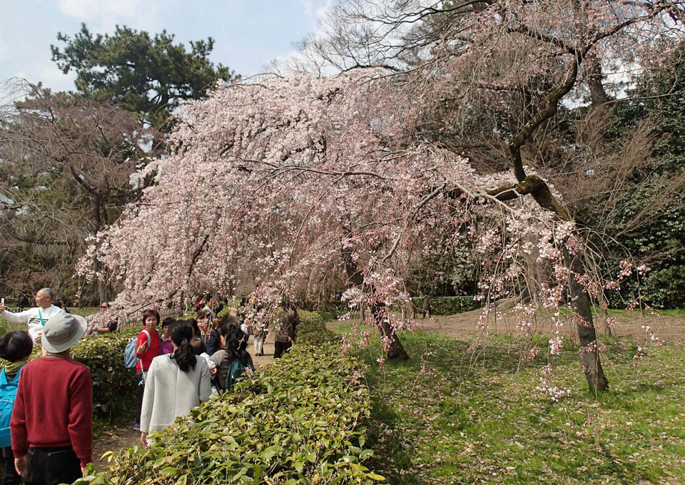 近衛邸の枝垂桜