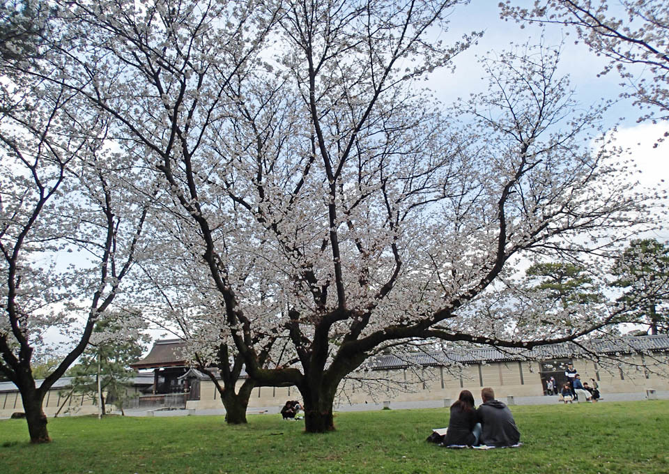 建礼門の桜