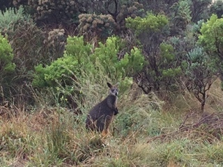 kangaloo