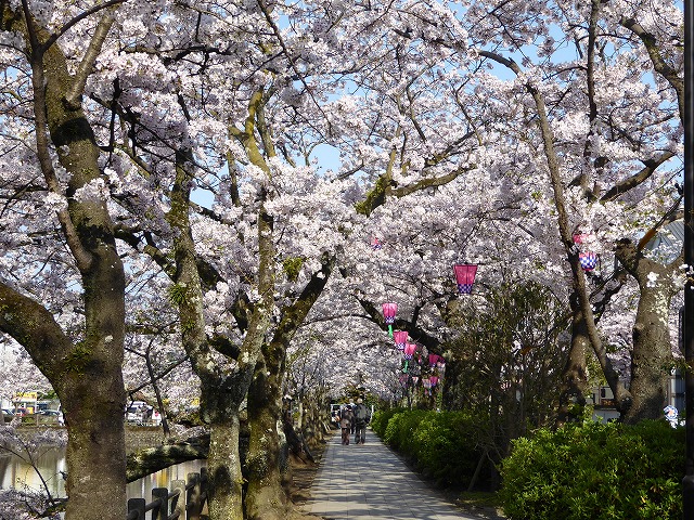 小田原の桜