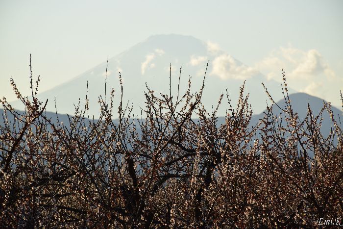 076-Emi-白梅の向こうに富士山