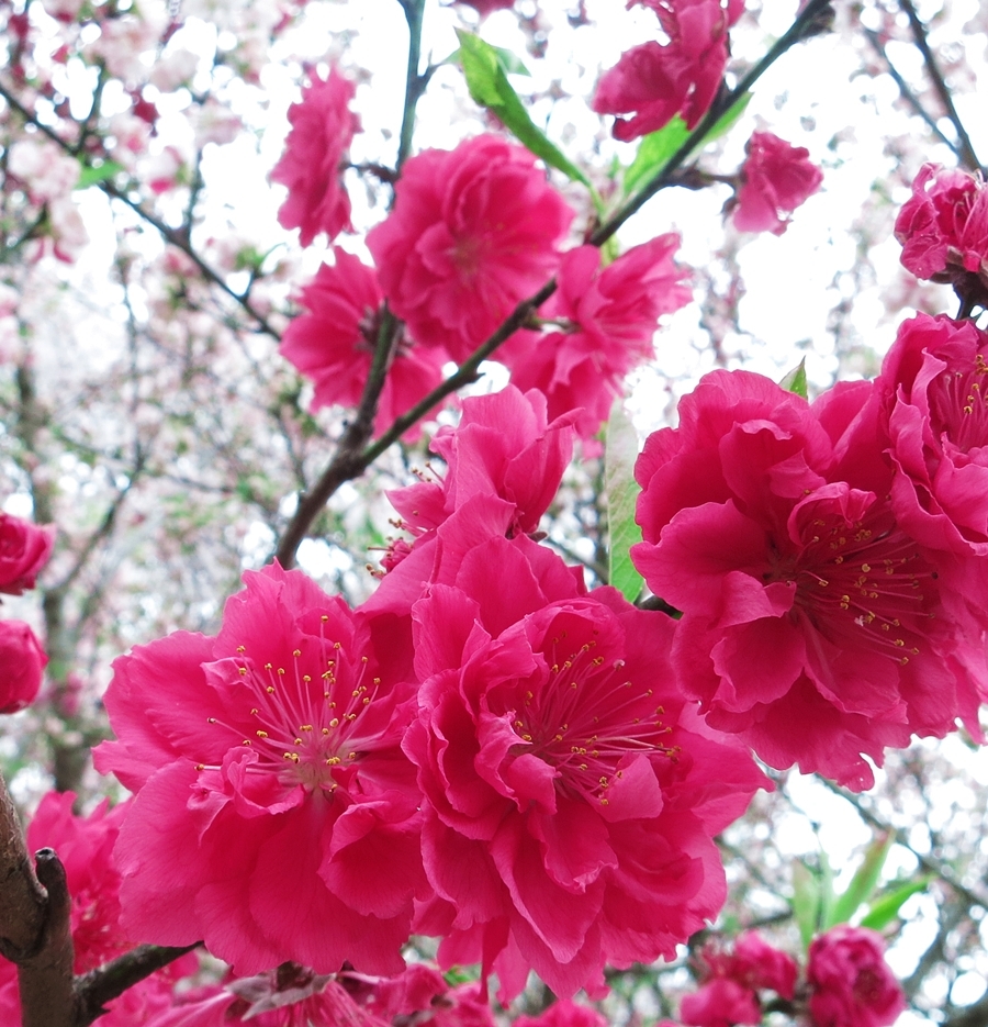 ３色咲き分けの花桃３