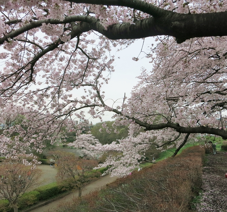 ４月１０日、満開の桜