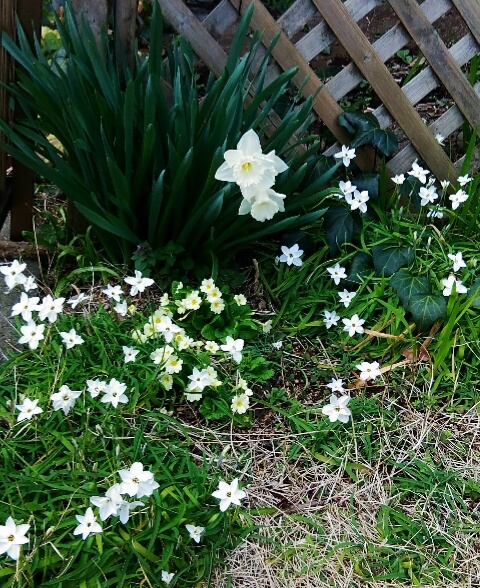 庭の隅に春がきた