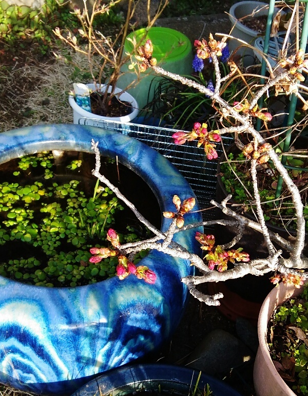 鉢植えの八重桜もつぼみが