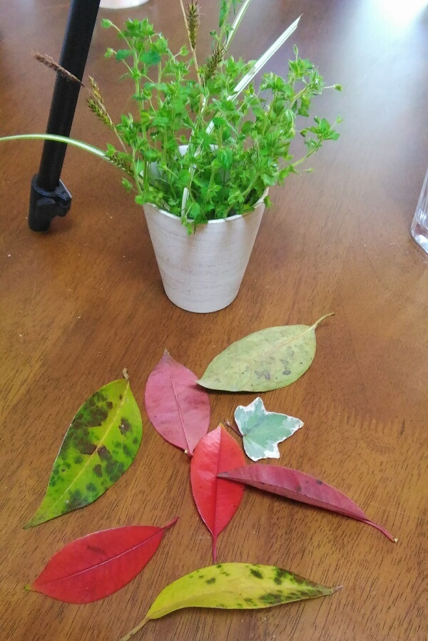 幼稚園に行くと中に拾った葉っぱ。春も色とりどり。