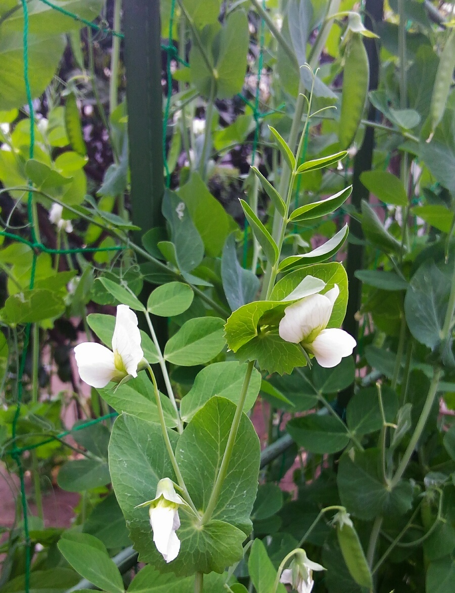 実家の花　サヤエンドウ豆