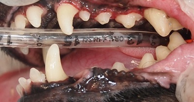 エボニー　犬の歯石除去4