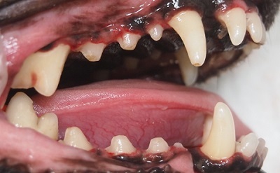 エボニー　犬の歯石除去3