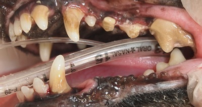 エボニー　犬の歯石除去2