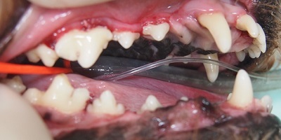 ゆず　犬の歯石除去3