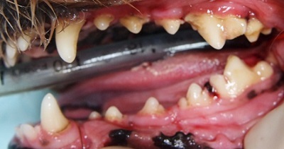 ゆず　犬の歯石除去2