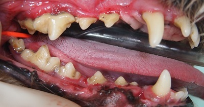 ゆず　犬の歯石除去1