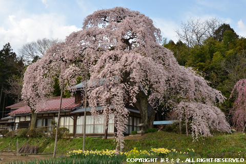 横田陣屋の御殿桜 #1
