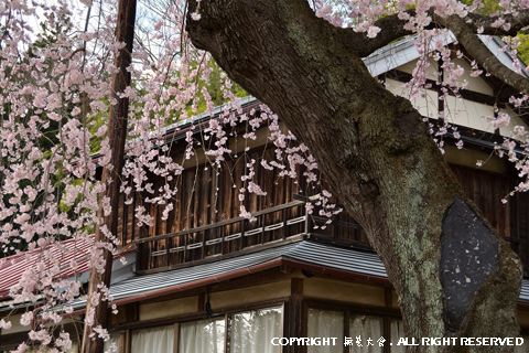 横田陣屋の御殿桜 #2
