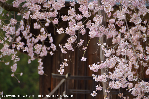 横田陣屋の御殿桜 #4