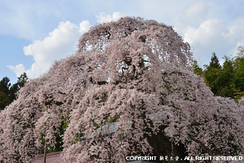 横田陣屋の御殿桜 #3