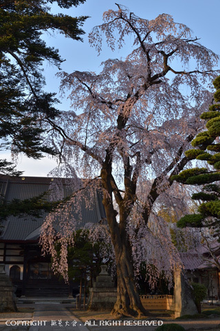 十念寺の桜 #1
