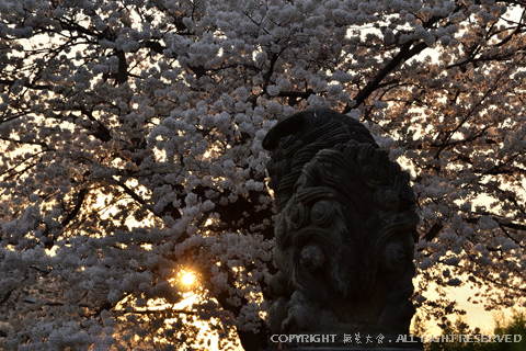 十念寺の桜 #3