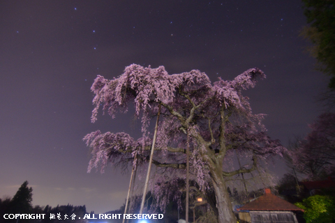 至高の夜桜 #1