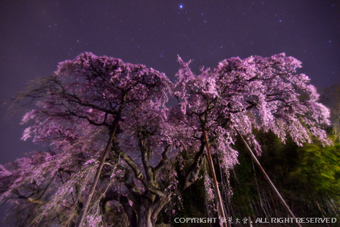 至高の夜桜 #2