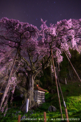 至高の夜桜 #3