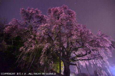 至高の夜桜 #4