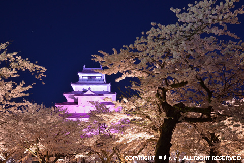 鶴ヶ城の夜桜 #1