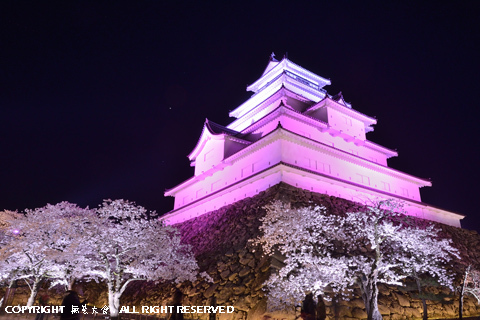 鶴ヶ城の夜桜 #4