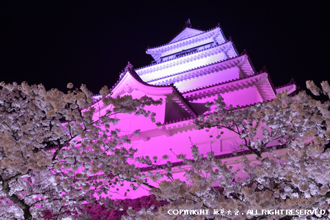 鶴ヶ城の夜桜 #5