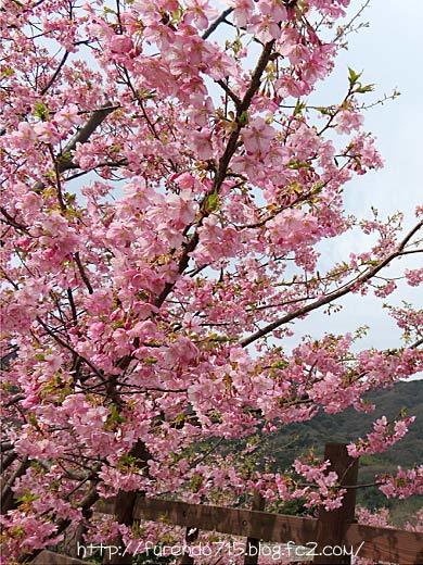 上関河津桜