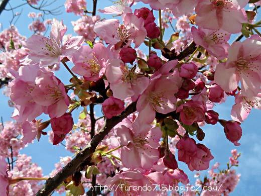 城山歴史公園桜まつり