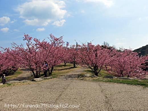 城山歴史公園桜まつり
