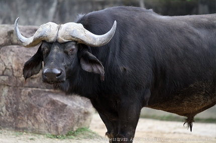 a-buffalo.jpg